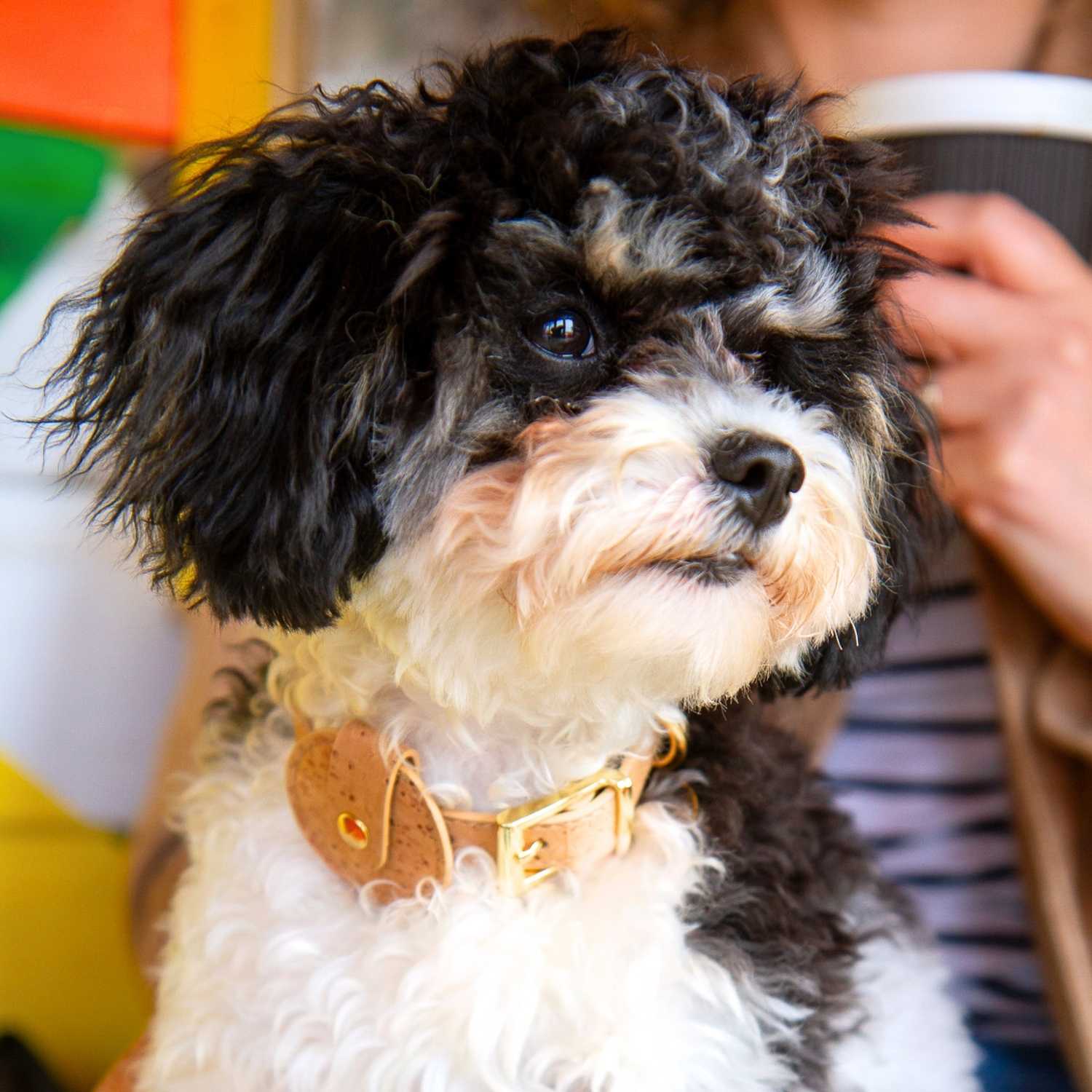 AirTag Holder For Dog Collar Waterproof #style_natural-vegan-cork